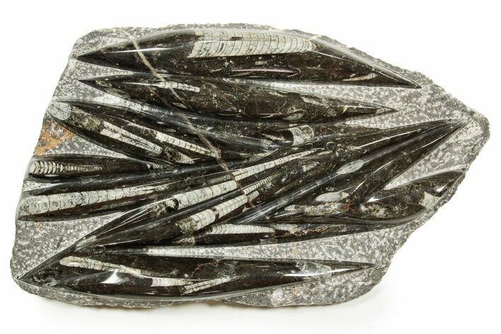 Polished Fossil Orthoceras (Cephalopod) Plate - Morocco #372675